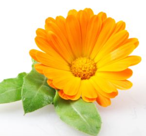 Calendula